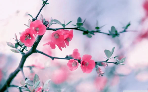 pink_blossom_flowers_spring-wallpaper-1280x800
